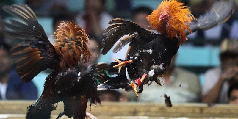 Giới thiệu sơ lược về trực tiếp đá gà Kubet