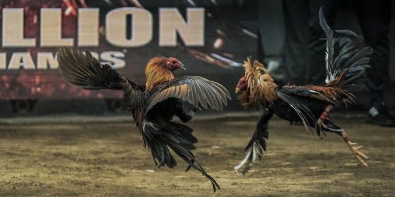 5+ lý do vì sao nên tham gia trực tiếp đá gà Kubet hôm nay