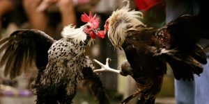 Cá Cược Đá Gà Trực Tiếp C4 Đơn Giản, Hiệu Quả Tại Kubet