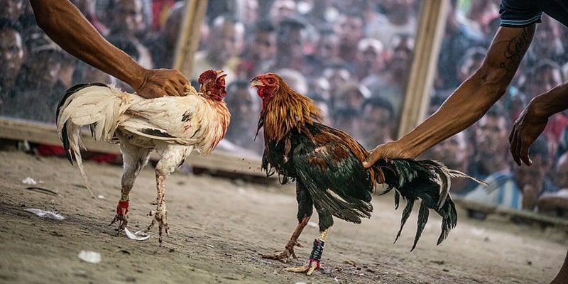 Cách cá cược đá gà trực tiếp C4 hiệu quả