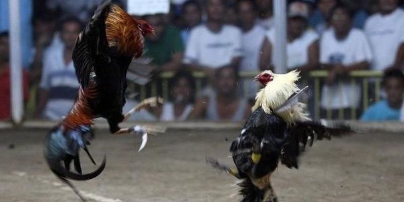 Luật chơi đá gà tre cơ bản, dễ hiểu dành cho người chơi