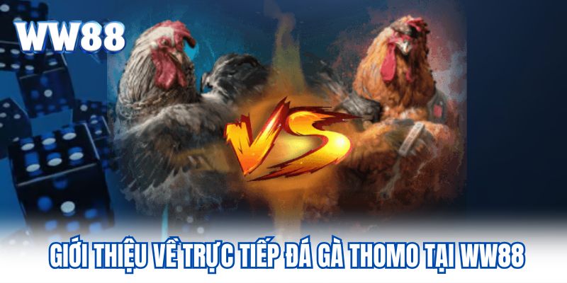 Giới thiệu về trực tiếp đá gà Thomo tại KUBET